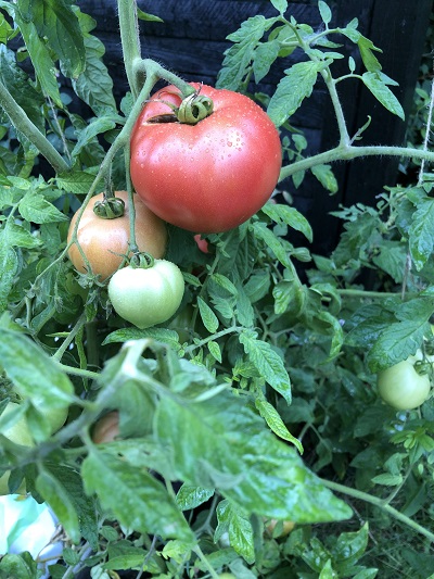 bøf tomater